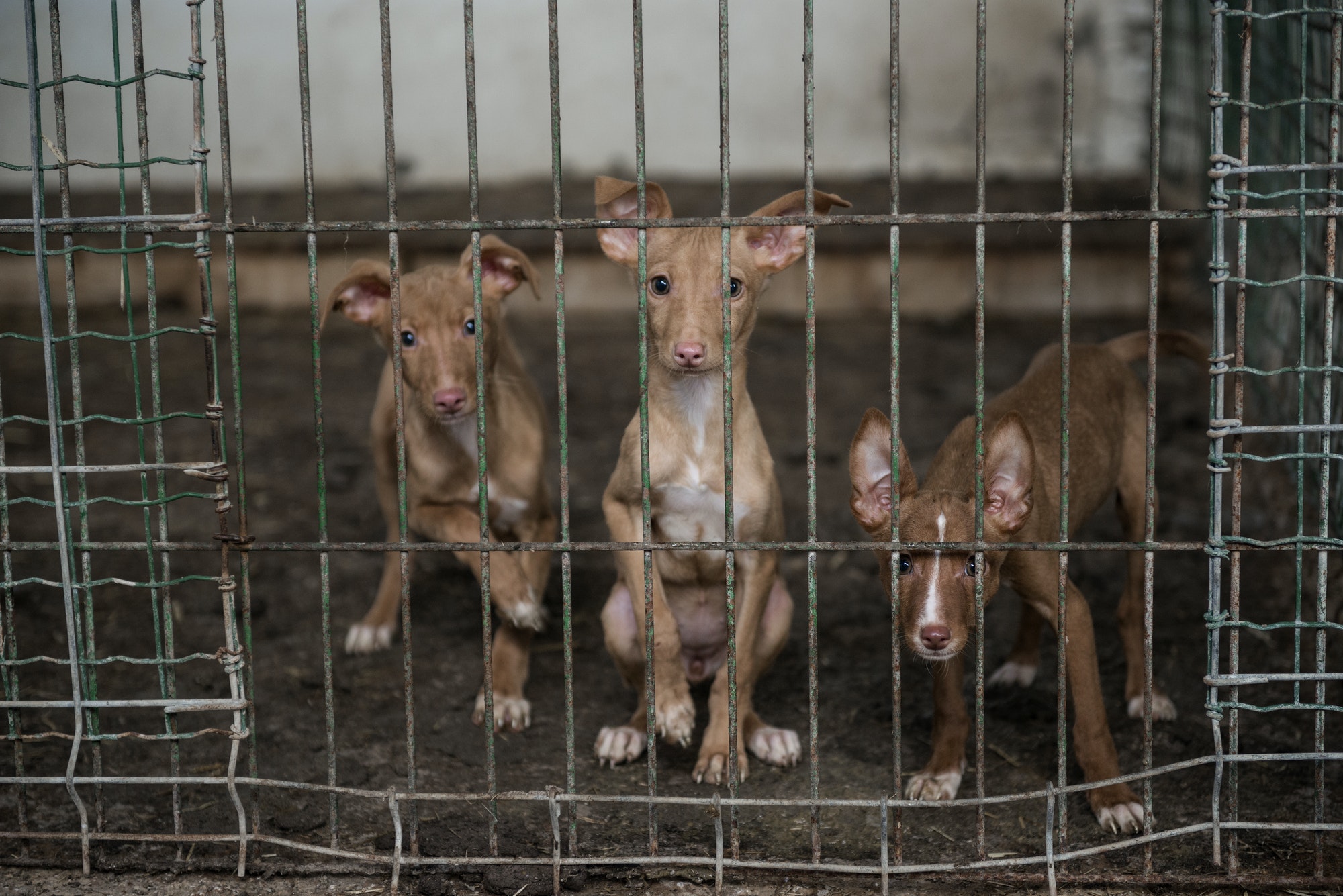 abandoned-dogs-in-a-cage.jpg